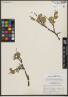 Foto von Salix pulchra Cham.